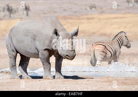 Le Rhinocéros noir (Diceros bicornis), mâle adulte et le zèbre de Burchell (Equus burchelli) à l'eau,le parc national d'Etosha, Namibie