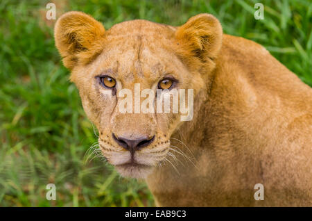 Closeup portrait of belle lionne Banque D'Images