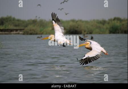 Le pélican blanc (Pelecanus onocrotalus), parc national du Djoudj, Sénégal, Afrique de l'Ouest Banque D'Images
