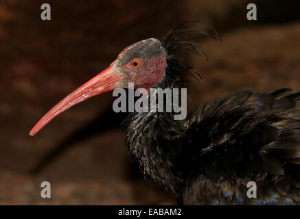 Ibis chauve Ibis ermite ou (Geronticus eremita), close-up Banque D'Images