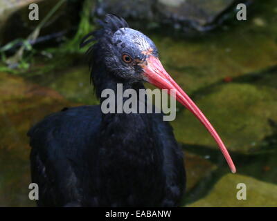 Ibis chauve Ibis ermite ou (Geronticus eremita), close-up Banque D'Images