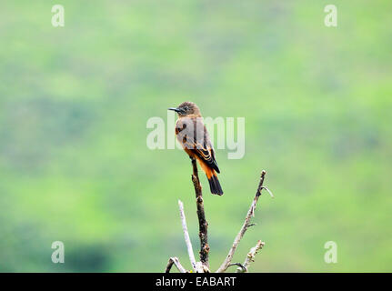 Cliff Flycatcher perché au sommet de l'arbre Banque D'Images