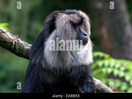 Portrait d'un macaque à queue de lion ou Wanderoo (Macaca silène) dans un arbre Banque D'Images