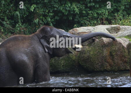 Jeune taureau éléphant d'Asie (Elephas maximus) baignade, barrissements Banque D'Images