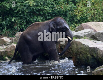 Jeune taureau éléphant d'Asie (Elephas maximus) pour en revenir à terre après le bain Banque D'Images