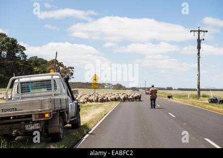 Les moutons qui traversent la route en pays Victoria Banque D'Images