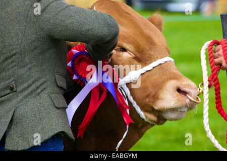 Taureau avec premier prix rosette à Hesket Newmarket Comice agricole, Hesket Newmarket, Cumbria, Angleterre, Royaume-Uni. Banque D'Images