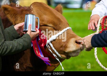 Taureau avec premier prix rosette à Hesket Newmarket Comice agricole, Hesket Newmarket, Cumbria, Angleterre, Royaume-Uni. Banque D'Images