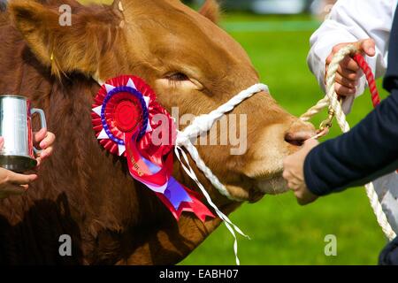 Taureau avec premier prix rosette à Hesket Newmarket Comice agricole, Hesket Newmarket, Cumbria, Angleterre, Royaume-Uni. Banque D'Images