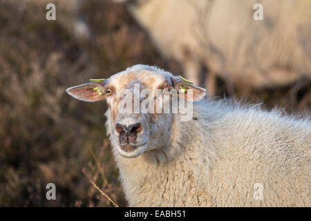 Parc national de moutons à la 'Loonse en Drunense Duinen" aux Pays-Bas (Heideschaap Kempisch slow food officiellement la race). Banque D'Images