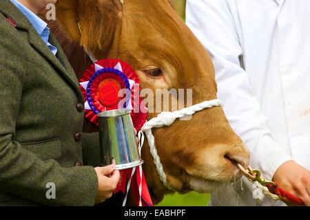 Taureau avec premier prix rosette à Hesket Newmarket Comice agricole, Hesket Newmarket, Cumbria, Angleterre, Royaume-Uni. Banque D'Images