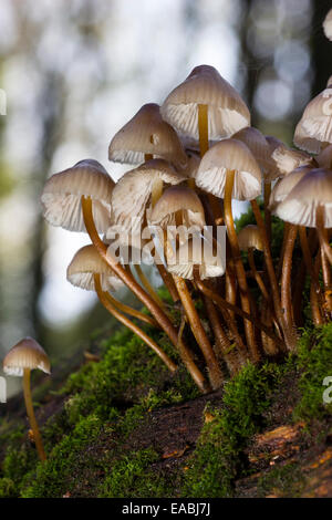 La fructification de champignons du chêne en cluster ou bonnet, Mycena inclinata, tombé sur une branche de chêne Banque D'Images