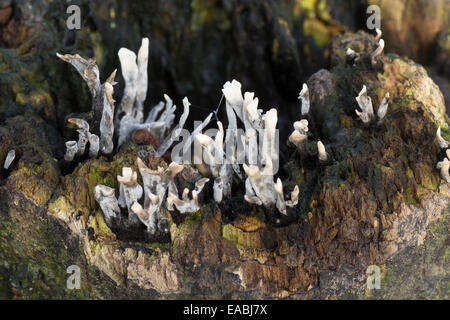 Le noir et blanc des organes de fructification du champignon, candlesnuff Xylaria hypoxylon Banque D'Images