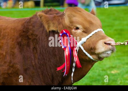 Taureau avec premier prix rosette à Hesket Newmarket Comice agricole, Hesket Newmarket, Cumbria, Angleterre, Royaume-Uni. Banque D'Images