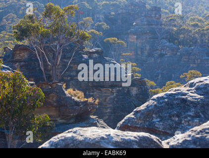 Vue sur le bush et gorges de grès robuste en parc national de Blue Mountains, NSW, Australie Banque D'Images