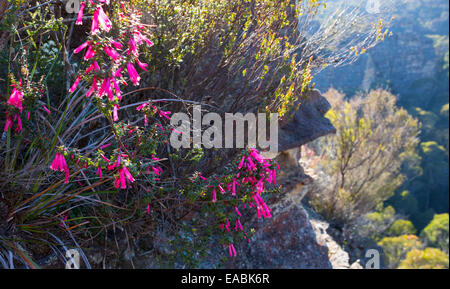 Vue sur le bush et gorges de grès robuste en parc national de Blue Mountains, NSW, Australie Banque D'Images