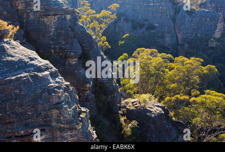 Vue sur le bush et gorges de grès robuste en parc national de Blue Mountains, NSW, Australie Banque D'Images