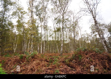 Holme Fen National Nature Reserve, Cambridgeshire Fens, UK Banque D'Images