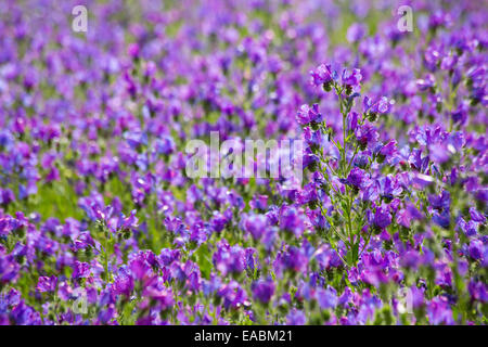 La vipérine à feuilles de plantain (Echium plantagineum,), NSW, Australie Banque D'Images