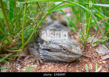 Eastern dragon barbu (Pogona barbata) situé bas dans l'herbe, NSW, Australie Banque D'Images