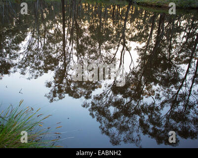 Réflexions d'arbres dans un petit barrage de Chiltern, Box-Ironbark National Park, Victoria, Australie Banque D'Images