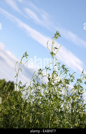 Photo verticale de pré vert contre le ciel bleu Banque D'Images