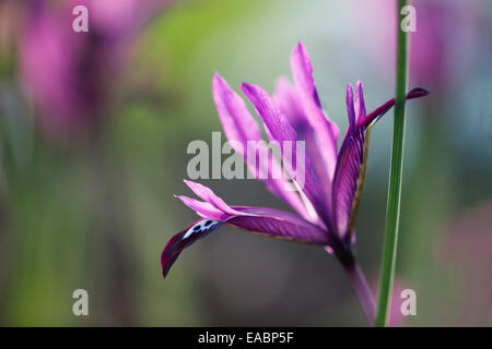 Iris, Iris reticulata 'Pauline', Violet sujet. Banque D'Images