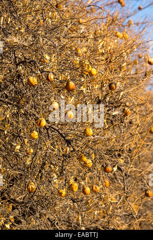 Morts ou mourants abandonnés orangers qui n'ont plus d'eau pour irriguer d'eux près de Bakersfield, Californie, USA. À la suite d'une sécheresse sans précédent de quatre ans, Bakersfield est maintenant le plus sec des villes des USA. La plupart de la Californie est en sécheresse exceptionnelle, le plus haut niveau de classification de la sécheresse. 428 000 hectares de terres agricoles ont été retirées de la production en raison du manque d'eau, des milliers de travailleurs agricoles ont perdu leur emploi et un tiers de tous les enfants en Californie se couchent. Banque D'Images