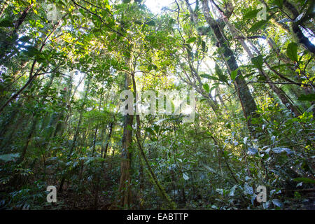 Forêt de hêtre de l'Antarctique, Parc National des Border Ranges, NSW, Australie Banque D'Images