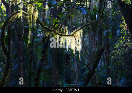 Forêt de hêtre de l'Antarctique, Parc National des Border Ranges, NSW, Australie Banque D'Images