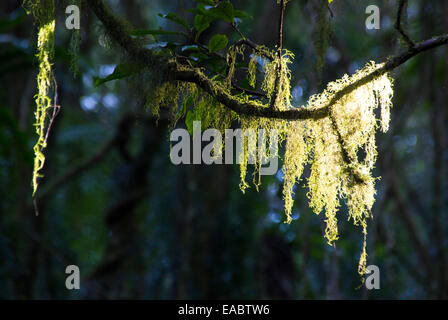 Forêt de hêtre de l'Antarctique, Parc National des Border Ranges, NSW, Australie Banque D'Images