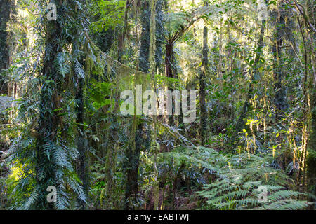 Forêt de hêtre de l'Antarctique, Parc National des Border Ranges, NSW, Australie Banque D'Images