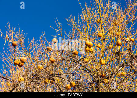 Morts ou mourants abandonnés orangers qui n'ont plus d'eau pour irriguer d'eux près de Bakersfield, Californie, USA. À la suite d'une sécheresse sans précédent de quatre ans, Bakersfield est maintenant le plus sec des villes des USA. La plupart de la Californie est en sécheresse exceptionnelle, le plus haut niveau de classification de la sécheresse. 428 000 hectares de terres agricoles ont été retirées de la production en raison du manque d'eau, des milliers de travailleurs agricoles ont perdu leur emploi et un tiers de tous les enfants en Californie se couchent. Banque D'Images