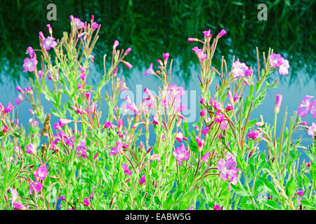 Rosebay willowherb, Chamerion augustifolium, couleurs mélangées sujet. Banque D'Images