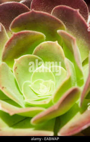 Holly Mer, Eryngium planum, Vert l'objet. Banque D'Images