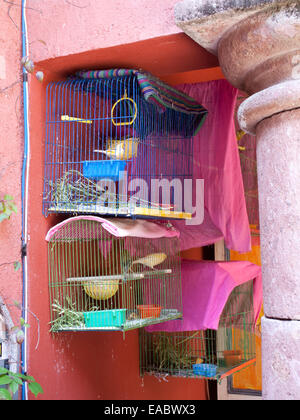 Canaries en cage dans le jardin Banque D'Images