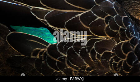 Plumes iridescentes Pacifique sur un canard noir, Anas superciliosa, Royal National Park, NSW, Australie Banque D'Images