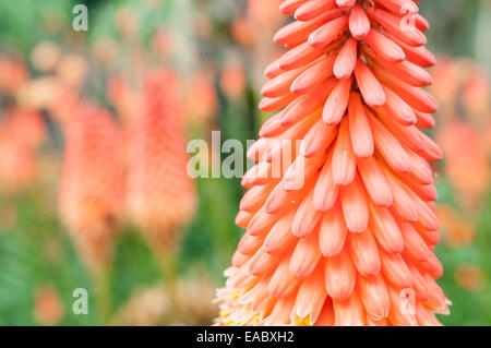 Red Hot poker, Kniphofia 'Alcazar' , Peach sujet. Banque D'Images