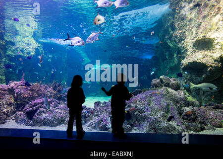 Silhouette d'enfants regardant la Grande Barrière de Corail dans l'aquarium Sea Life Aquarium de Sydney, Darling Harbour, Sydney Banque D'Images