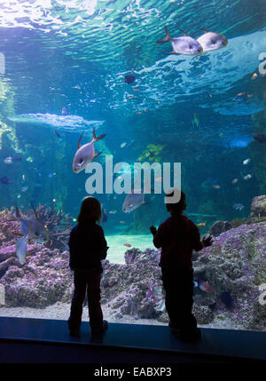 Silhouette d'enfants regardant la Grande Barrière de Corail dans l'aquarium Sea Life Aquarium de Sydney, Darling Harbour, Sydney Banque D'Images