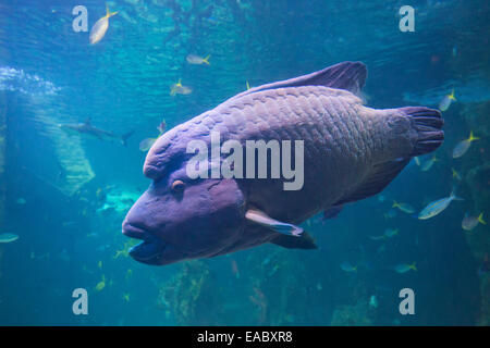 Grande Barrière de Corail dans l'aquarium Sea Life Aquarium de Sydney, Darling Harbour, Sydney, Australie Banque D'Images