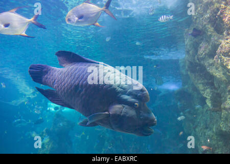 Grande Barrière de Corail dans l'aquarium Sea Life Aquarium de Sydney, Darling Harbour, Sydney, Australie Banque D'Images