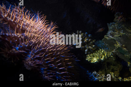 La couronne d'Étoile de mer Acanthaster planci dans l'Aquarium de Sydney, Australie Banque D'Images