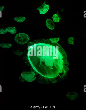 Lune, méduses Aurelia aurita, au Sea Life Aquarium de Sydney, Sydney, New South Wales, Australia Banque D'Images