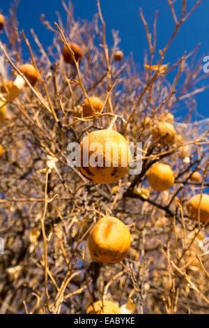 Morts ou mourants abandonnés orangers qui n'ont plus d'eau pour irriguer d'eux près de Bakersfield, Californie, USA. À la suite d'une sécheresse sans précédent de quatre ans, Bakersfield est maintenant le plus sec des villes des USA. La plupart de la Californie est en sécheresse exceptionnelle, le plus haut niveau de classification de la sécheresse. 428 000 hectares de terres agricoles ont été retirées de la production en raison du manque d'eau, des milliers de travailleurs agricoles ont perdu leur emploi et un tiers de tous les enfants en Californie se couchent. Banque D'Images