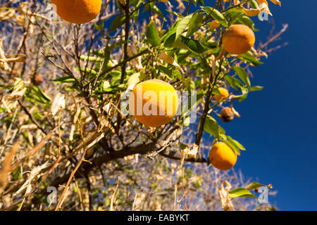 Morts ou mourants abandonnés orangers qui n'ont plus d'eau pour irriguer d'eux près de Bakersfield, Californie, USA. À la suite d'une sécheresse sans précédent de quatre ans, Bakersfield est maintenant le plus sec des villes des USA. La plupart de la Californie est en sécheresse exceptionnelle, le plus haut niveau de classification de la sécheresse. 428 000 hectares de terres agricoles ont été retirées de la production en raison du manque d'eau, des milliers de travailleurs agricoles ont perdu leur emploi et un tiers de tous les enfants en Californie se couchent. Banque D'Images