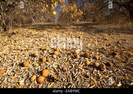 Morts ou mourants abandonnés orangers qui n'ont plus d'eau pour irriguer d'eux près de Bakersfield, Californie, USA. À la suite d'une sécheresse sans précédent de quatre ans, Bakersfield est maintenant le plus sec des villes des USA. La plupart de la Californie est en sécheresse exceptionnelle, le plus haut niveau de classification de la sécheresse. 428 000 hectares de terres agricoles ont été retirées de la production en raison du manque d'eau, des milliers de travailleurs agricoles ont perdu leur emploi et un tiers de tous les enfants en Californie se couchent. Banque D'Images