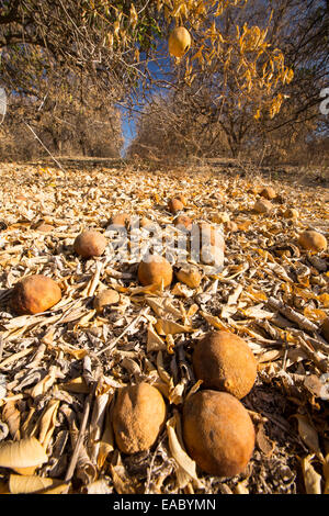 Morts ou mourants abandonnés orangers qui n'ont plus d'eau pour irriguer d'eux près de Bakersfield, Californie, USA. À la suite d'une sécheresse sans précédent de quatre ans, Bakersfield est maintenant le plus sec des villes des USA. La plupart de la Californie est en sécheresse exceptionnelle, le plus haut niveau de classification de la sécheresse. 428 000 hectares de terres agricoles ont été retirées de la production en raison du manque d'eau, des milliers de travailleurs agricoles ont perdu leur emploi et un tiers de tous les enfants en Californie se couchent. Banque D'Images