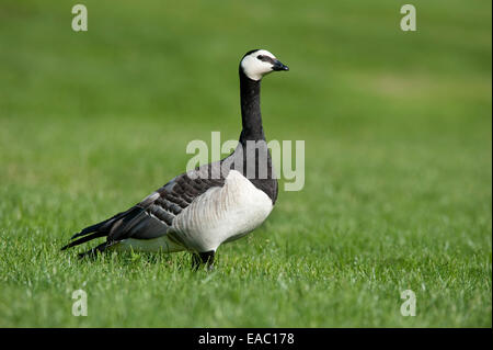 Bernache nonnette Branta leucopsis Kent UK Banque D'Images