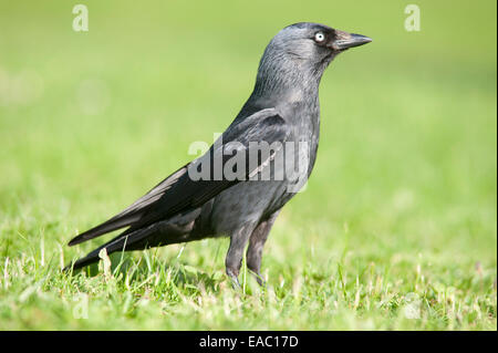 Corvus monedula choucas Kent UK Banque D'Images